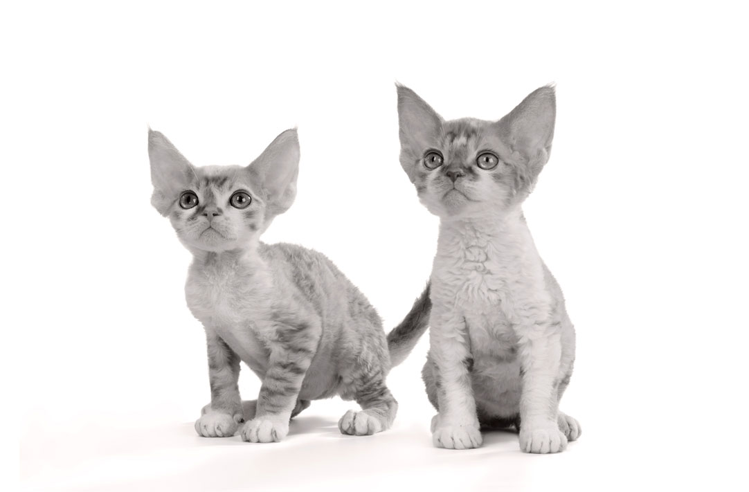  Kittens for sale