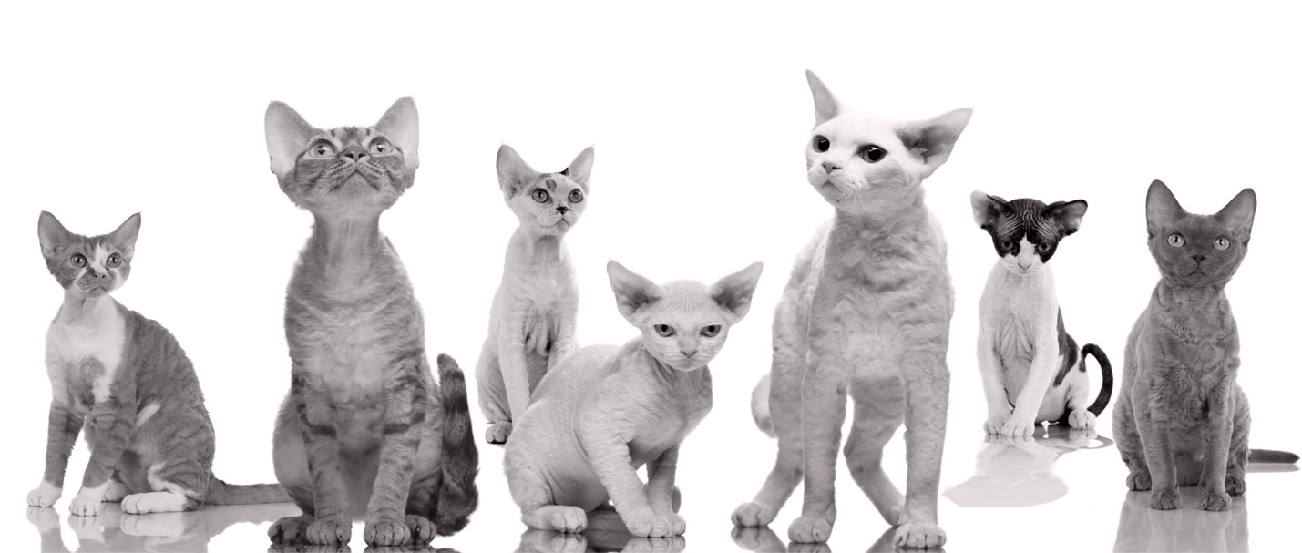 Our pets
